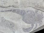 Eurypterus (Sea Scorpion) Fossil - New York #42791-2